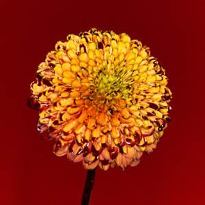 我要看黄色美女片
